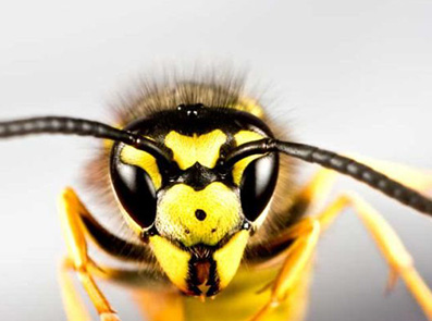 Met EpiPen® in uw praktijk/ dokterstas bent u voorbereid en heeft u altijd de juiste dosering bij de hand.